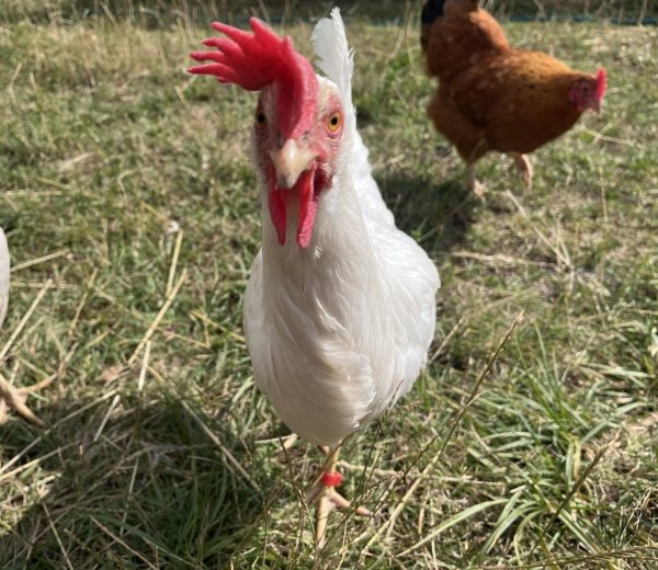 Biela červená