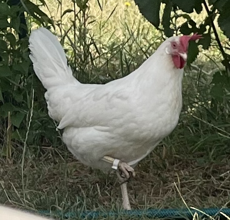 Biela biela